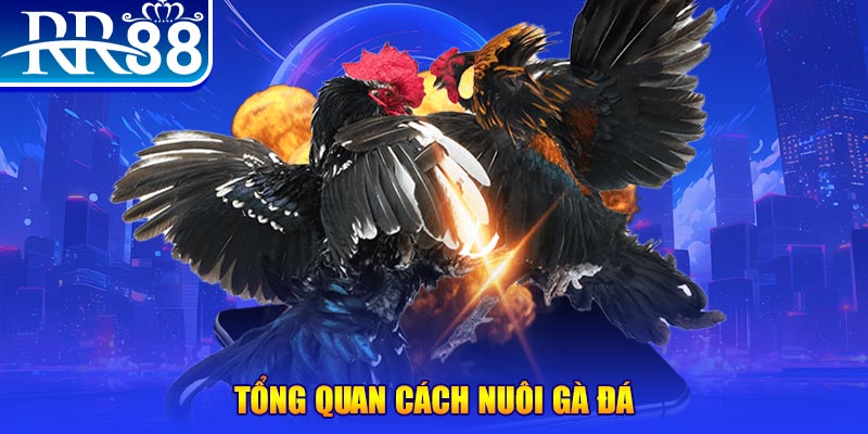 good888 VA Điện Tử